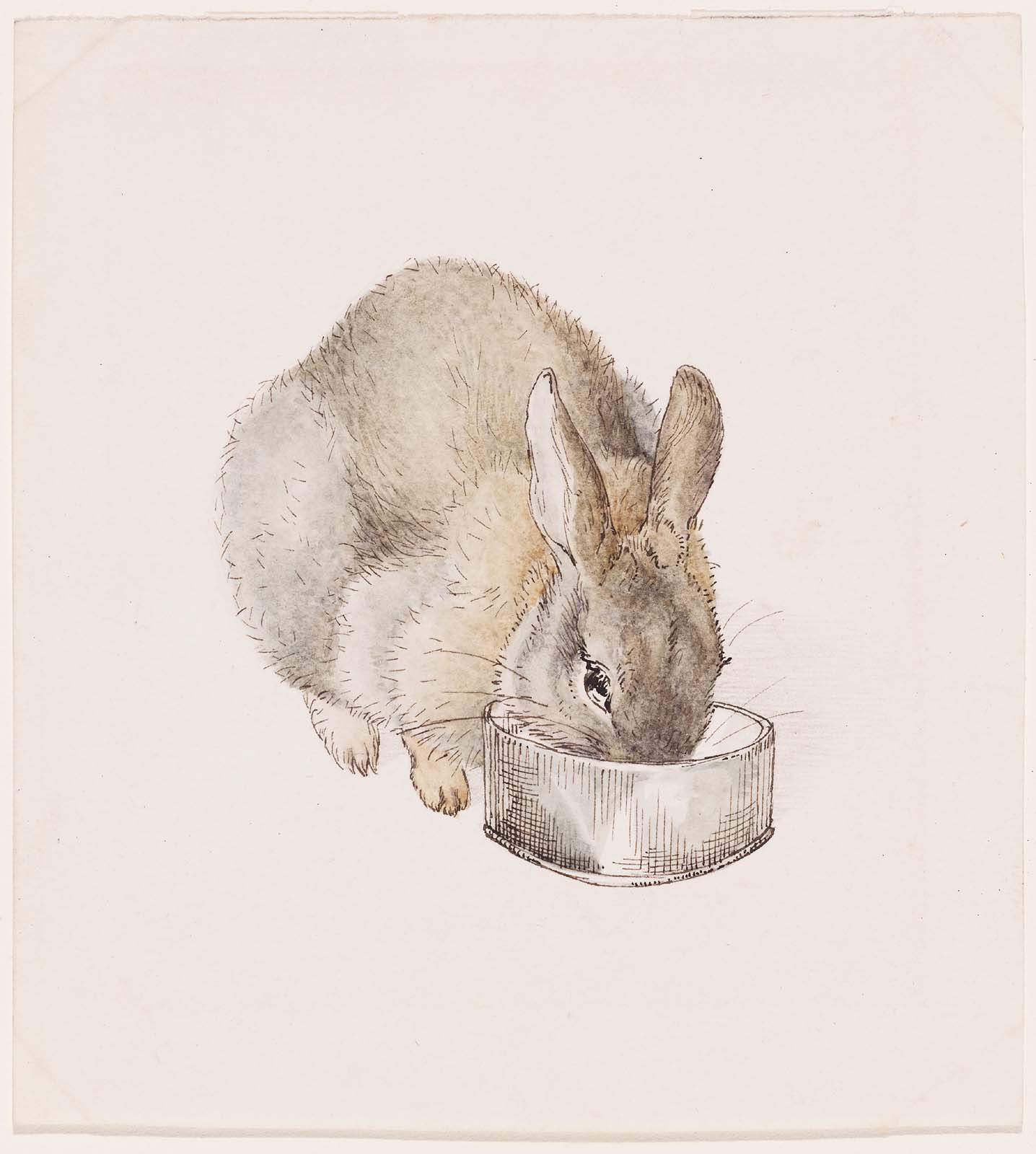 кролик ест из миски